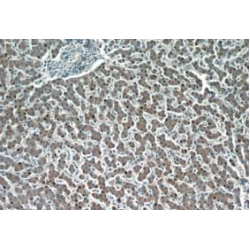 Hepatocyte Cell Adhesion Molecule (HEPACAM) Antibody