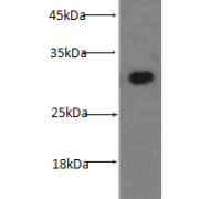 Western blot analysis of U-937 cells subjected to SDS-PAGE, with IL17A antibody at a dilution of 1:500.