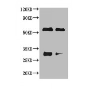 Western blot</br>All lanes: Horse IgG antibody at 2 µg/ml</br>Lane 1: Horse IgG protein 70 ng</br>Lane 2: Horse IgG protein 50 ng</br>Secondary</br>Goat polyclonal to Rabbit IgG at 1/50000 dilution.