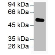 WB analysis of purified alliinase (1/5000 dilution).
