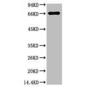 Western blot analysis of Bovine Serum Albumin using Bovine Serum Albumin Monoclonal Antibody.