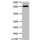 Western blot analysis of Bovine Serum Albumin using Bovine Serum Albumin Monoclonal Antibody.