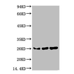 Chromobox Protein Homolog 3 (CBX3) Antibody
