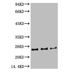 Chromobox Protein Homolog 5 (CBX5) Antibody
