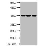 Western blot analysis of (1) HeLa, (2) Jurkat, and (3) 293T cell lysates, using ENO2 antibody (1/3000 dilution).