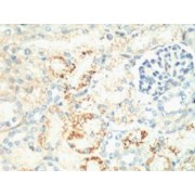 Immunohistochemistry staining of Mouse Kidney tissue, diluted at 1/200.