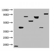Western Immunoblot analysis of randomly picked 7 differend DDK-tagged overexpression lysates using Flag Tag Antibody at a diltuion of 1:2000.