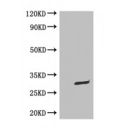 WB: Mouse Anti-eGFP monoclonal antibody at 0.1ug/ml<br />Lane 1: HEK-293 cell lysate<br />Lane 2: GFP transfected HEK-293 cell lysate<br />Secondary<br />Goat polyclonal to Mouse IgG at 1/5000 dilution<br />Predicted band size: 30 kDa<br />Observed band size: 30 kDa