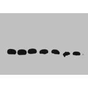 All lanes: Recombinant GST Protein at 30 ng/ml<br />Line 1: Mouse Anti-GST monoclonal antibody at 1: 1000<br />Line 2: Mouse Anti-GST monoclonal antibody at 1: 2000<br />Line 3: Mouse Anti-GST monoclonal antibody at 1: 5000<br />Line 4: Mouse Anti-GST monoclonal antibody at 1: 10000<br />Line 5: Mouse Anti-GST monoclonal antibody at 1: 20000<br />Line 6: Mouse Anti-GST monoclonal antibody at 1: 40000<br />Line 7: Mouse Anti-GST monoclonal antibody at 1: 80000<br />Predicted band size: 28 kDa<br />Observed band size : 30 kDa