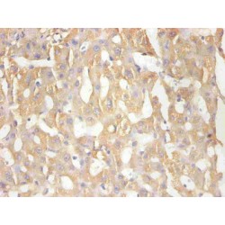 Retinol-Binding Protein 4 (RBP4) Antibody