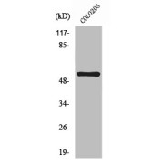 abx217136