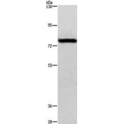 WB analysis of HeLa cells, using BAP1 antibody (1/375 dilution).