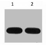 WB analysis of recombinant Avi diluted at (1) 1/5000, and (2) 1/10000.