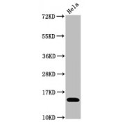 Western Blot<br/> Positive WB detected in: Hela whole cell lysate treated by 15mM sodium butyrate for 30min<br/> All lanes: Acetyl-Histone H3.1 (K4) antibody at 1.1 µg/ml<br/> Secondary<br/> Goat polyclonal to rabbit IgG at 1/50000 dilution<br/> Predicted band size: 15 KDa<br/> Observed band size: 15 KDa<br/>