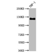 abx242940