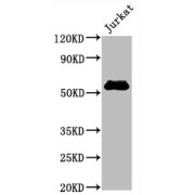 abx242941