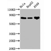 Western Blot<br/> Positive WB detected in: Hela whole cell lysate, HepG2 whole cell lysate, A549 whole cell lysate<br/> All lanes: CD44 antibody at 1.25 µg/ml<br/> Secondary<br/> Goat polyclonal to rabbit IgG at 1/50000 dilution<br/> Predicted band size: 82 KDa<br/> Observed band size: 82 KDa<br/>