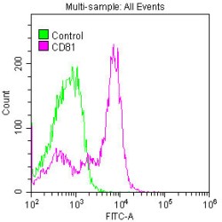 Cluster of Differentiation 81 (CD81) Antibody