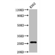 abx242949