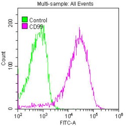 Cluster of Differentiation 99 (CD99) Antibody