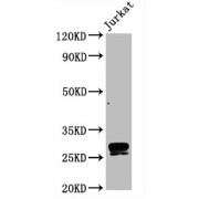 abx242954