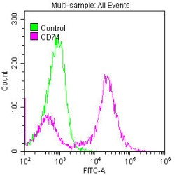 HLA Class II Histocompatibility Antigen Gamma Chain (CD74) Antibody
