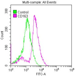 CD163 Antibody