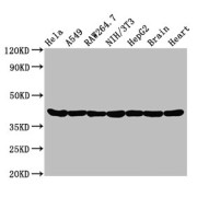 WB analysis of HeLa , A549, Raw264.7, NIH/3T3, HepG2 whole cell lysates, and Rat Brain and  Rat Heart tissues, using Actin antibody (0.95 µg/ml). Predicted band size: 42 kDa and Observed band size: 42 kDa. 