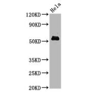 abx242974