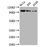 Western Blot<br/> Positive WB detected in: Hela whole cell lysate, 293 whole cell lysate, A549 whole cell lysate<br/> All lanes: Phospho-FOXO3 antibody at 0.96 µg/ml<br/> Secondary<br/> Goat polyclonal to rabbit IgG at 1/50000 dilution<br/> Predicted band size: 97 KDa<br/> Observed band size: 97 KDa<br/>