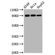 Western Blot<br/> Positive WB detected in: A549 whole cell lysate, Hela whole cell lysate, HepG2 whole cell lysate<br/> All lanes: Phospho-RPS6KA1 antibody at 1.75 µg/ml<br/> Secondary<br/> Goat polyclonal to rabbit IgG at 1/50000 dilution<br/> Predicted band size: 90 KDa<br/> Observed band size: 90 KDa<br/>