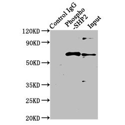 PTPN11 (pY542) Antibody