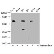 Western Blot<br/> Positive WB detected in: Hela whole cell lysate, 293 whole cell lysate, A549 whole cell lysate (treated with Pervanadate or not)<br/> All lanes: Phospho-PTPN11 antibody at 0.65 µg/ml<br/> Secondary<br/> Goat polyclonal to rabbit IgG at 1/50000 dilution<br/> Predicted band size: 68 KDa<br/> Observed band size: 68 KDa<br/>