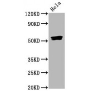 Western Blot<br/> Positive WB detected in: Hela whole cell lysate<br/> All lanes: Phospho-SMAD5 antibody at 0.835 µg/ml<br/> Secondary<br/> Goat polyclonal to rabbit IgG at 1/50000 dilution<br/> Predicted band size: 52 KDa<br/> Observed band size: 52 KDa<br/>