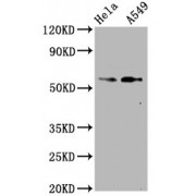 Western Blot<br/> Positive WB detected in: Hela whole cell lysate, A549 whole cell lysate<br/> All lanes: Phospho-SMAD2 antibody at 1.07 µg/ml<br/> Secondary<br/> Goat polyclonal to rabbit IgG at 1/50000 dilution<br/> Predicted band size: 58 KDa<br/> Observed band size: 58 KDa<br/>