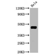 Western Blot<br/> Positive WB detected in: Hela whole cell lysate<br/> All lanes: Phospho-MAP2K1 antibody at 1.645 µg/ml<br/> Secondary<br/> Goat polyclonal to rabbit IgG at 1/50000 dilution<br/> Predicted band size: 45 KDa<br/> Observed band size: 45 KDa<br/>