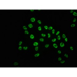 POLR2A (pS5) Antibody