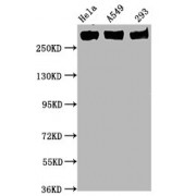 Western Blot<br/> Positive WB detected in: Hela whole cell lysate,A549 whole cell lysate,293 whole cell lysate<br/> All lanes: Phospho-POLR2A antibody at 0.75 µg/ml<br/> Secondary<br/> Goat polyclonal to rabbit IgG at 1/50000 dilution<br/> Predicted band size: 270 KDa<br/> Observed band size: 270 KDa<br/>