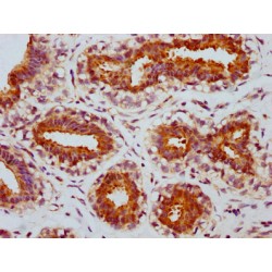MTOR (pS2448) Antibody