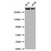 Western Blot<br/> Positive WB detected in: Hela whole cell lysate,A549 whole cell lysate<br/> All lanes: Phospho-MTOR antibody at 0.825 µg/ml<br/> Secondary<br/> Goat polyclonal to rabbit IgG at 1/50000 dilution<br/> Predicted band size: 289 KDa<br/> Observed band size: 289 KDa<br/>