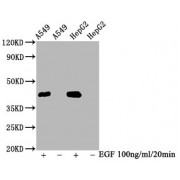 Western Blot<br/> Positive WB detected in: A549 whole cell lysate,HepG2 whole cell lysate (treated with EGF or not)<br/> All lanes: Phospho-MAPK3 antibody at 2.35 µg/ml<br/> Secondary<br/> Goat polyclonal to rabbit IgG at 1/50000 dilution<br/> Predicted band size: 42 KDa<br/> Observed band size: 42 KDa<br/>