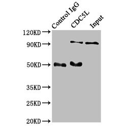CDC5L Antibody