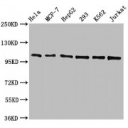 Western Blot<br/> Positive WB detected in: Hela whole cell lysate, MCF-7 whole cell lysate, HepG2 whole cell lysate, 293 whole cell lysate, K562 whole cell lysate, Jurkat whole cell lysate<br/> All lanes: CDC5L antibody at 1.3 µg/ml<br/> Secondary<br/> Goat polyclonal to rabbit IgG at 1/50000 dilution<br/> Predicted band size: 93 KDa<br/> Observed band size: 100 KDa<br/>