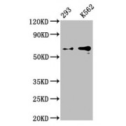Western Blot<br/> Positive WB detected in: 293 whole cell lysate, K562 whole cell lysate<br/> All lanes: GPC3 antibody at 0.9 µg/ml<br/> Secondary<br/> Goat polyclonal to rabbit IgG at 1/50000 dilution<br/> Predicted band size: 66, 60, 69 KDa<br/> Observed band size: 66 KDa<br/>