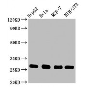 Western Blot<br/> Positive WB detected in: HepG2 whole cell lysate, Hela whole cell lysate, MCF-7 whole cell lysate, NIH/3T3 whole cell lysate<br/> All lanes: CDKN1B antibody at 0.9 µg/ml<br/> Secondary<br/> Goat polyclonal to rabbit IgG at 1/50000 dilution<br/> Predicted band size: 23 KDa<br/> Observed band size: 27 KDa<br/>