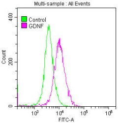 Glial Cell Line Derived Neurotrophic Factor (GDNF) Antibody