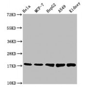 Western Blot<br/> Positive WB detected in: Hela whole cell lysate, MCF-7 whole cell lysate, HepG2 whole cell lysate, A549 whole cell lysate, Mouse kidney tissue<br/> All lanes: PBR antibody at 1.2 µg/ml<br/> Secondary<br/> Goat polyclonal to rabbit IgG at 1/50000 dilution<br/> Predicted band size: 19, 11 KDa<br/> Observed band size: 19 KDa<br/>