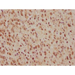 Cell Division Cycle 25C (CDC25C) Antibody