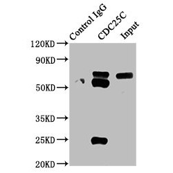 Cell Division Cycle 25C (CDC25C) Antibody