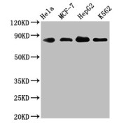 Western Blot<br/> Positive WB detected in: Hela whole cell lysate, MCF-7 whole cell lysate, HepG2 whole cell lysate, K562 whole cell lysate<br/> All lanes: ARNT antibody at 1.83 µg/ml<br/> Secondary<br/> Goat polyclonal to rabbit IgG at 1/50000 dilution<br/> Predicted band size: 87, 85, 86 KDa<br/> Observed band size: 87 KDa<br/>